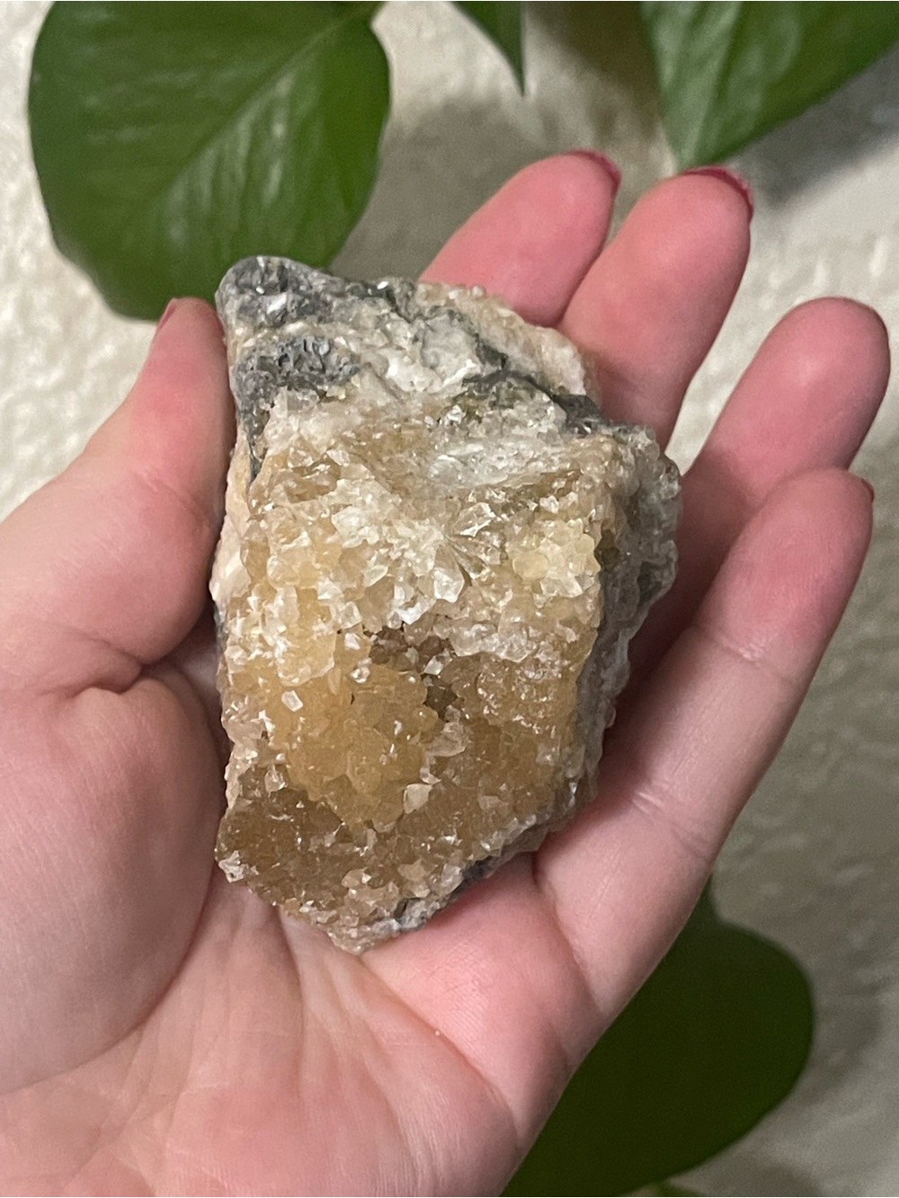 Fossilized clam shell with calcite from Florida